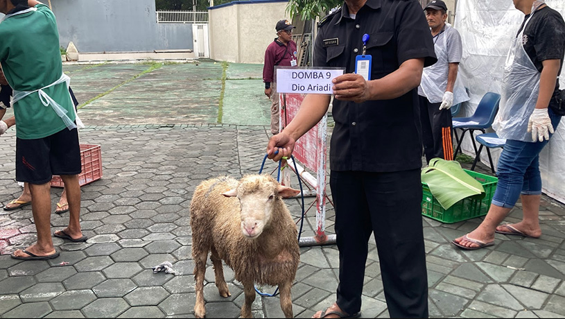 Kambing dari Bapak Dio Ariadi